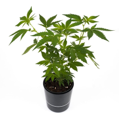 GMO Sämling | Autoflowering