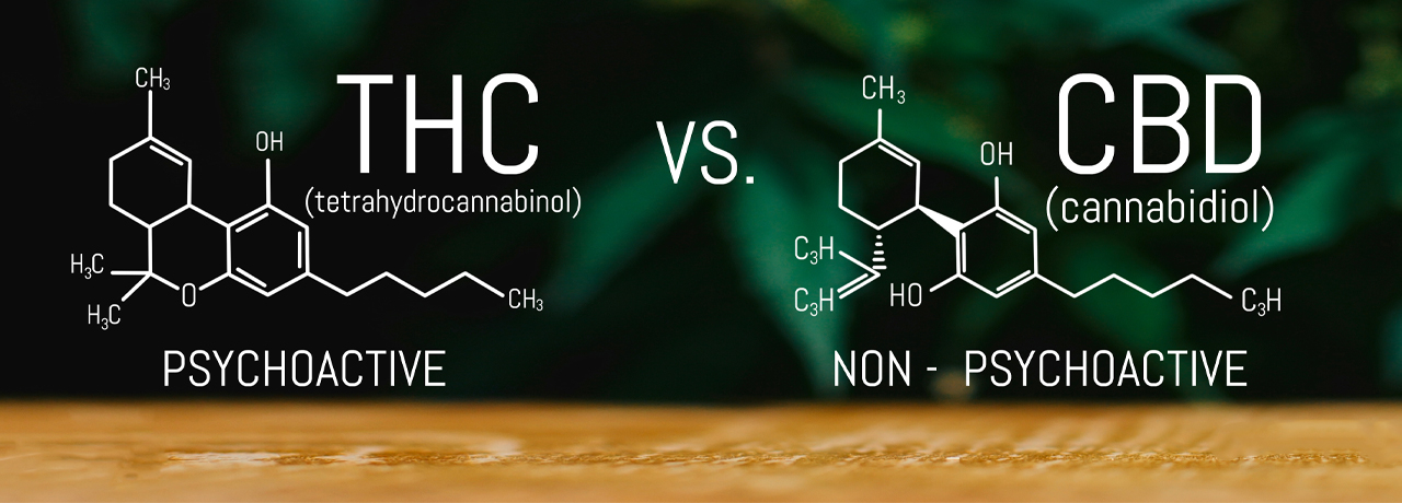 THC vs CBD - was ist der Unterschied?