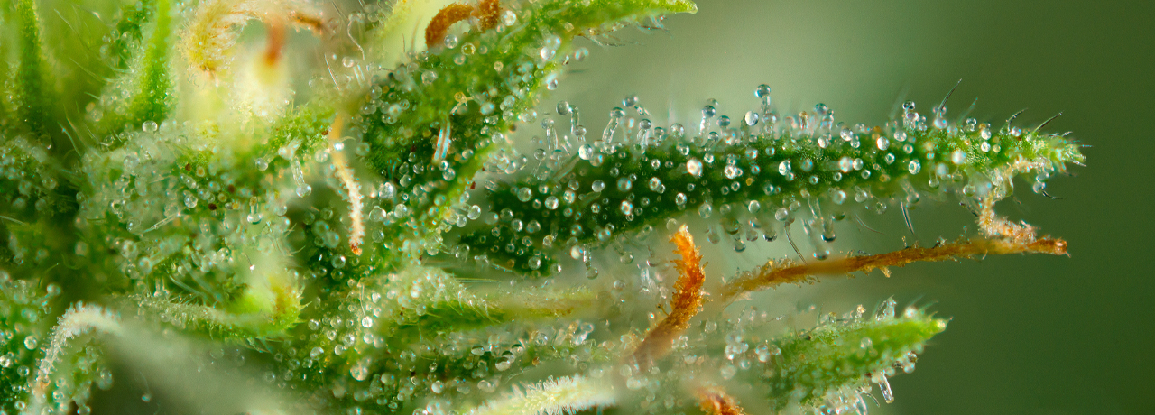 Trichome – die Wirkstofffabriken von Cannabis