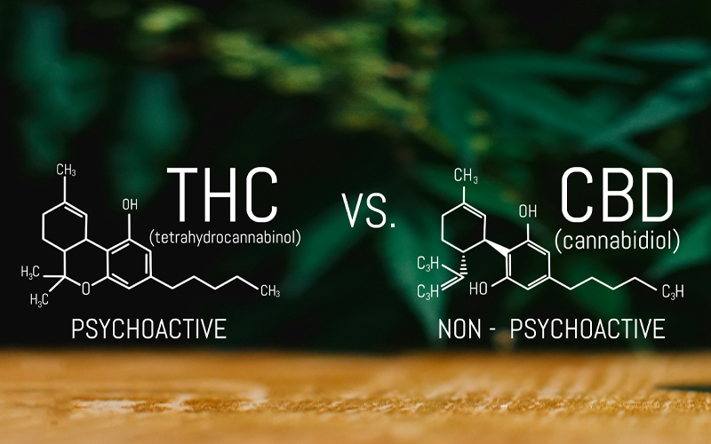 THC vs CBD - was ist der Unterschied?