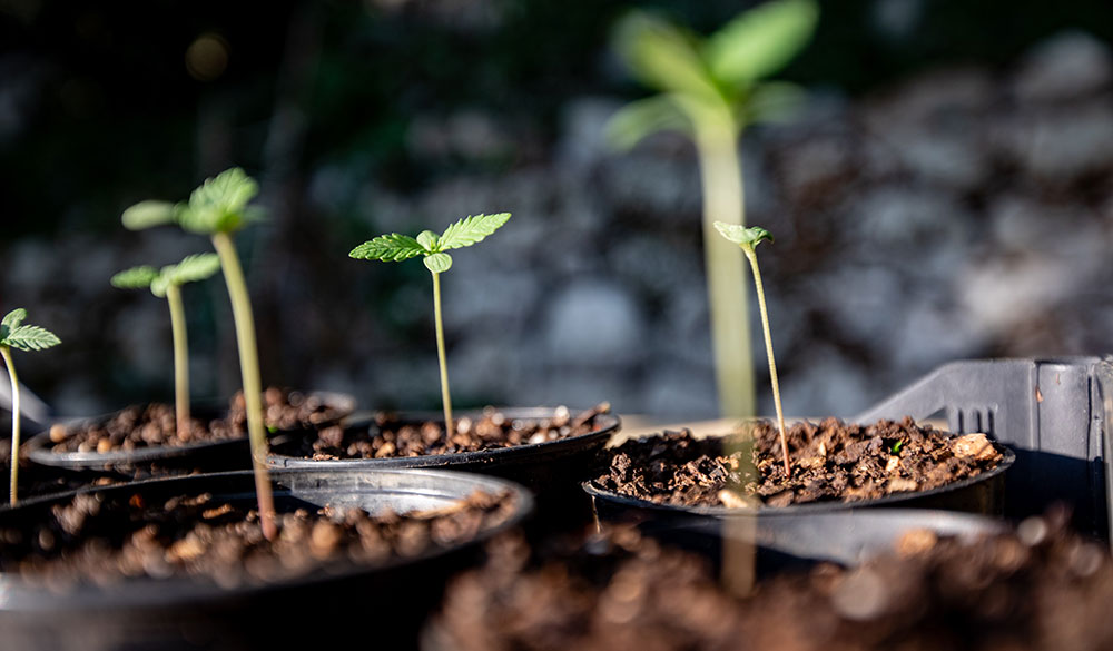 Cannabissamen erfolgreich zum Keimen bringen