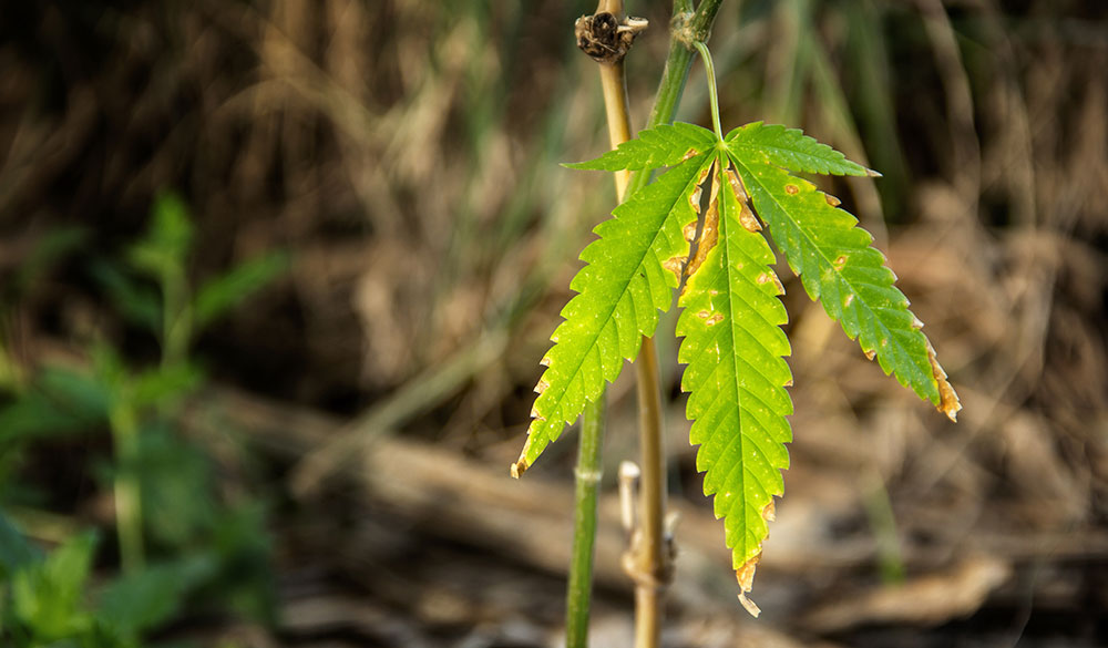 Cannabis & Windbrand: So schützt Du Hanf vor Windschäden