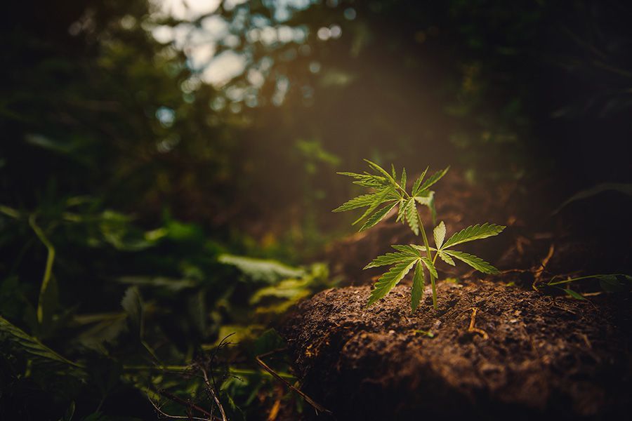 Unterschied zwischen männlichen und weiblichen Cannabispflanzen